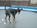 Minature Pinscher