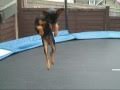 Minature Pinscher