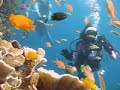 Balicasag Dive Balicasag Dive