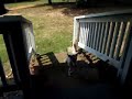 Two-legged Dog Climbing Stairs