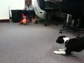 Rocco and the parrot