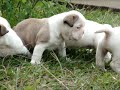 The best English bulldogs www.englishbulldogbreeder.net call us @ 786-206-9330 The best English bulldogs www.englishbulldogbreeder.net call us @ 786-206-9330