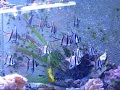 Banggai Cardinalfish Mouth Brooding Male