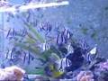 Banggai Cardinalfish Mouth Brooding Male
