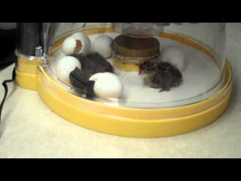 Bobwhite Quail Hatching Eggs