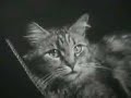 The Private Life of a Cat - Alexander Hammid & Maya Deren