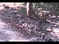 national geographic experienced live at jim corbett