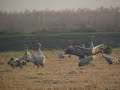 Grulla Común - Common crane