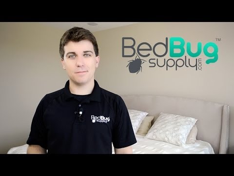 how to cure bed bugs