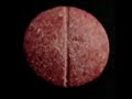 XTC pills