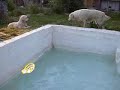 dogs playing in the pool