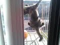 Diesel the spider kitty.