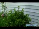 How to Prune & Care for Trees & Shrubs : How to Prune Shrub Bushes