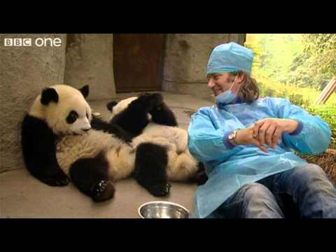 Martin Meets the Panda Cubs - Nature%27s Miracle Babies - Episode One - BBC One