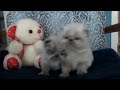 These Himalayan kittens turned 21 days old. They are still weeble wobbley. They are definitely little time wasters and love to get attention. The little guys had some fun on the rocking chair for a little while. This is just part of their big adventure on the chair. They later got a little sleepy and had a nap. That is another video. Once again I would like to thank Parry Gripp for letting me use parts of his song Fuzzy Fuzzy Cute Cute. I appreciate your generosity Parry. Thank you. Please visit Parry's You Tube channel for some amazing videos: www.youtube.com Do visit Parry Gripps website to listen to the FULL version of his song Fuzzy Fuzzy Cute Cute and to listen to some of his other great songs at: parrygripp.com
