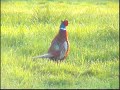 Common Pheasant (Phasianus colchicus) Common Pheasant (Phasianus colchicus)
