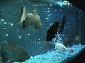 This video is taken from the left side of my tank