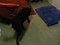 my pup chandler