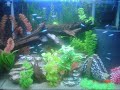 Meu aquário de 80L  - Setup: 1 lâmpada luz do dia, 1 lâmpada marine blue, termostato alemão da SERA de 300w, 1 termômetro digital Lifegard, 1 filtro externo Millenium 1000 com filtragem mecânica e biológica, 1 bomba de circulação interna acoplada a um filtro interno Zanclus de canto que possui as seguintes camadas: 1ª-perlon, 3ª-carvão ativado, 4ª-cerâmica.  - adicionei um alga eater, neons, corydoras, xadrezinhos e uns guppys. 