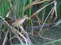 Little Crake - Porzana parva