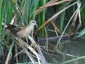 Little Crake - Porzana parva