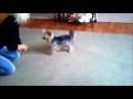 yorkshire terrier i pi
