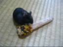 corn vs hamster corn vs hamster