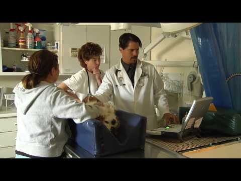 how to cure urinary tract infection in dogs