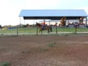 horse2