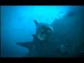 videos de Yo salve un tiburon