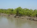 Sundarbans boating