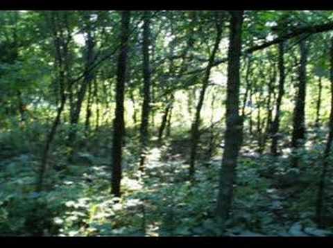 The Middle of the Woods