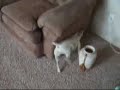 Jack Russell gets Bath Torture