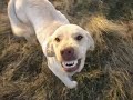 labradorsNhounds.wmv