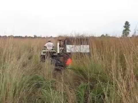how to harvest grass seeds