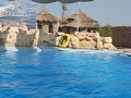 Dolphinella sharm el sheik