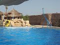 Dolphinella sharm el sheik