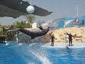 Dolphinella sharm el sheik