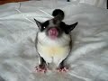 sugar glider / momonga on futon