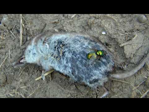 Martwy gryzoń i owady gryzoń
