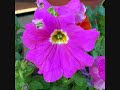 Giardinaggio - Le mie Petunie Giardinaggio - Le mie Petunie