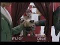 Pug Dog Kissing Booth Pug Dog Kissing Booth