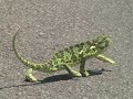 Dancing Chameleon Getting Rythm Dancing Chameleon Getting Rythm