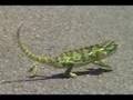 Dancing Chameleon Getting Rythm