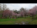 Click here to watch this video 2012年緑が丘公園.wmv