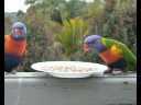 Local Friendly Lorikeets Local Friendly Lorikeets