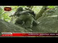 Ancient Buddhist site Othiyamalai regained By SLA. Wanni Operation 1 st of December 2008 Ancient Buddhist site Othiyamalai regained By SLA. Wanni Operation 1 st of December 2008