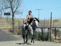 Adalberti horse of the month September (XXJL1) SOLD