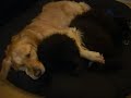 Sleepy Puppies!! Sleepy Puppies!!