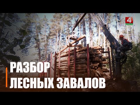 Гомельщина справилась с поручением Лукашенко по вывозу «складов» древесины с опушек, дорог и участков, примыкающих к окраинам полей видео